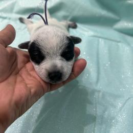 Girl 3 - Blue female Australian Cattle Dog puppy in Chelsea, Oklahoma from CT Mini Heelers