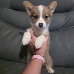Female 1 - Blue female Pembroke Welsh Corgi puppy in Unicoi, Tennessee from East Tennessee Clark Corgis