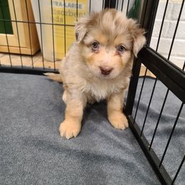 Australian Shepherd Puppies from Whitfarm Aussies
