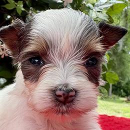 Kelly - Parti female Yorkshire Terrier puppy in Bunnell, Florida from Royal Biewer and Royal Aussies