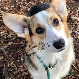 Wyatt - Pembroke Welsh Corgi