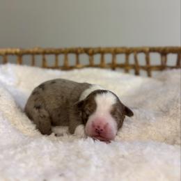 Red Merle Male - Red merle male Miniature Australian Shepherd puppy in Stuart, Virginia from Apple Tree Mini Aussies