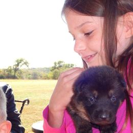 German Shepherd Puppies from Von Hartwin Kennels