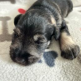 Girl 3 - Salt and pepper female Miniature Schnauzer puppy in Woodburn, Kentucky from Southern Kentucky Schnauzers