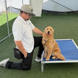 Dreamer - Golden Retriever
