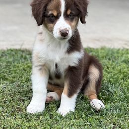 Australian Shepherd, Miniature Australian Shepherd, and Toy Australian Shepherd Puppies from JKKJ Farms