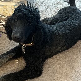 Teddy - Poodle