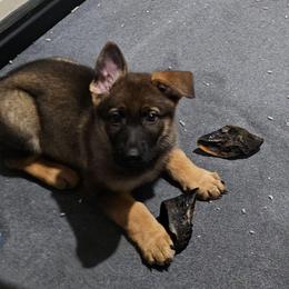 Gibbs - Sable male German Shepherd puppy in Conroe, Texas from Aus der Asche German Shepherds