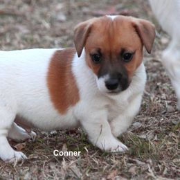 Russell Terrier Puppies from Cuttin Up Jack Russells