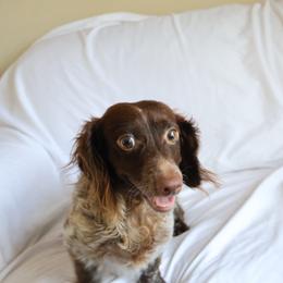 Pebs - Dachshund