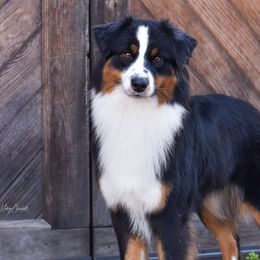 Cypher - Australian Shepherd