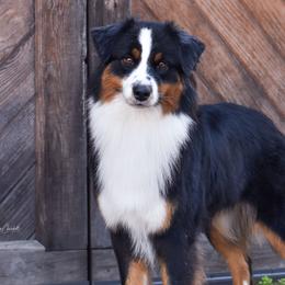 Cypher - Australian Shepherd
