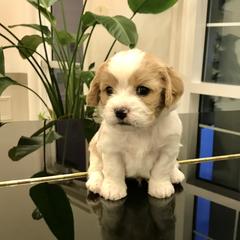 Cavachon, Cavalier King Charles Spaniel, and Cavapoo Puppies from LierChonPoo