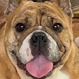 Boston Terriers, Bulldogs, and French Bulldogs from JP Ranch Bulldogs