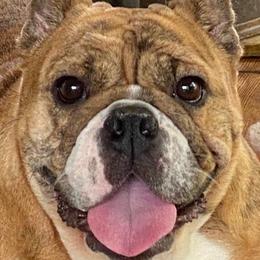Boston Terriers, Bulldogs, and French Bulldogs from JP Ranch Bulldogs