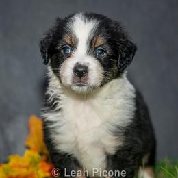 Miniature American Shepherd Puppies from Great Companions MAS