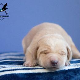 Labrador Retriever Puppies from Sun Ridge Labradors