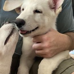 Boy 2 - White male German Shepherd puppy in Santa Rosa Valley, California from Diamond White German Shepherds