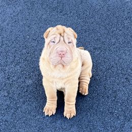 Apricot dilute boy - Apricot dilute male Chinese Shar-Pei puppy in Elkin, North Carolina from Martini Shar-Pei