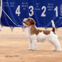 Russell Terrier All Grown Up from Journey's End