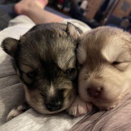 Siberian Husky puppies from Addison Grove Huskies