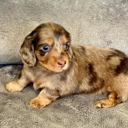 Alice - Dapple female Dachshund puppy in Queen Creek, Arizona from Jolly Rogers Dachshunds