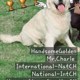 Mr. Charlie - Golden Retriever