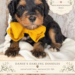 Comet - Phantom male Bernedoodle puppy in Otisville, Michigan from Danie’s Darling Doodles LLC