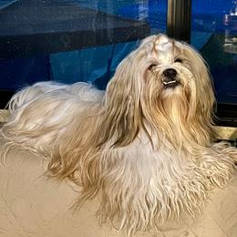 Finn - Lhasa Apso