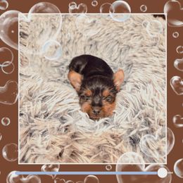 Girl 2 - Black and gold female Yorkshire Terrier puppy in Austin, Texas from Mike's Yorkies