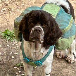 Truffles - Cocker Spaniel