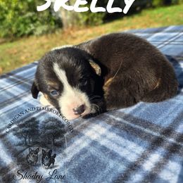 Skelly - Black and white male Cardigan Welsh Corgi puppy in Bland, Missouri from Shadey Lane Corgis