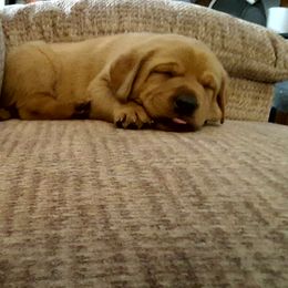 Labrador Retriever Puppies from Hidden River Retrievers