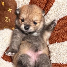 CHAI  KOREAN - Orange sable male Pomeranian puppy in Orlando, Florida from Denise’s Puppies