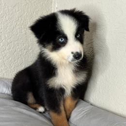 Mali - Black tri-color female Australian Shepherd puppy in Polk City, Florida from Skaky Shepherds