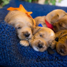 Goldendoodle puppies from Dean Doodles