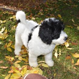 Bernedoodle Puppies from Belly Rubs