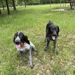 Bluetick Coonhound All Grown Up from RE Hounds