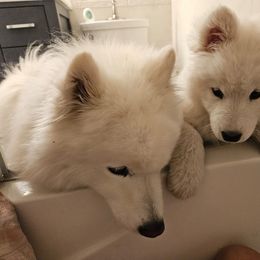 "Mookie and D J." Samoyed Puppies from Calista Samoyeds