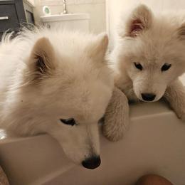 "Mookie and D J." Samoyed Puppies from Calista Samoyeds