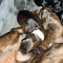 Purple - Piebald female Dachshund puppy in Saint Albans, Maine from Australian Cattle Cuties and littles