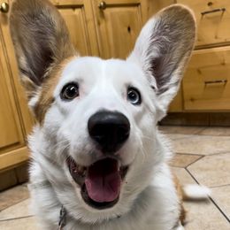 Kirby - Cardigan Welsh Corgi