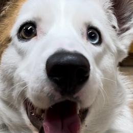 Kirby - Cardigan Welsh Corgi