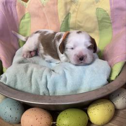 Orange Boy - Blenheim male Cavalier King Charles Spaniel puppy in Smiths, Alabama from K&K Kennels