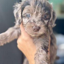 Harriet - Merle female Cockapoo puppy in Danielsville, Georgia from Meg's Doodles and Poodles