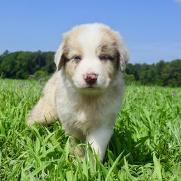 Australian Shepherd Puppies from Canyon South Aussies