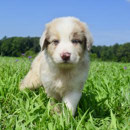 Australian Shepherd Puppies from Canyon South Aussies