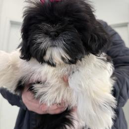 Chanel Fascination Diva of the Empress - Black and white female Shih Tzu puppy in Ellicott City, Maryland from Dr. Dmitriy Kurenbin PURE SHIH TZU Puppies
