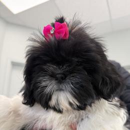 Chanel Fascination Diva of the Empress - Black and white female Shih Tzu puppy in Ellicott City, Maryland from Dr. Dmitriy Kurenbin PURE SHIH TZU Puppies