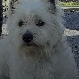 West Highland White Terriers from Wagglesworth Westies